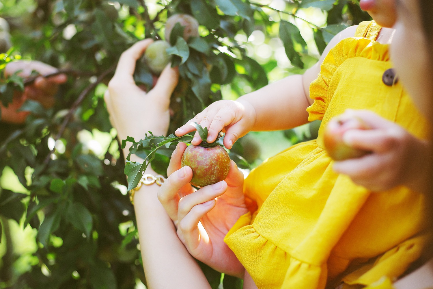 HÀ NỘI - MỘC CHÂU THĂM VƯỜN MẬN VƯỜN ĐÀO