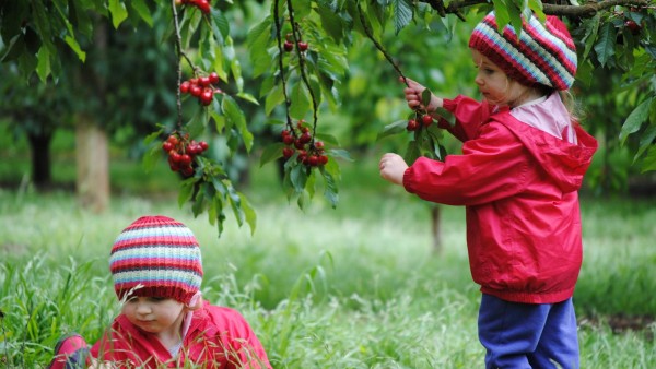 TOUR DU LỊCH ÚC ĐẶC SẮC 2025 GIÁ SIÊU RẺ CÁC BẠN TRẺ RẤT THÍCH TỪ TP HỒ CHÍ MINH HÀ NỘI  SYDNEY MELBOURNE 6 NGÀY 5 ĐÊM THĂM NHIỀU TRANG TRẠI  (FARM NÔNG NGHIỆP) TRẢI NGHIỆM CẢM GIÁC HÁI TRÁI CÂY CHERRY MẬN VIỆT QUẤT...NỔI TIẾNG TẠI BACCHURS MARS