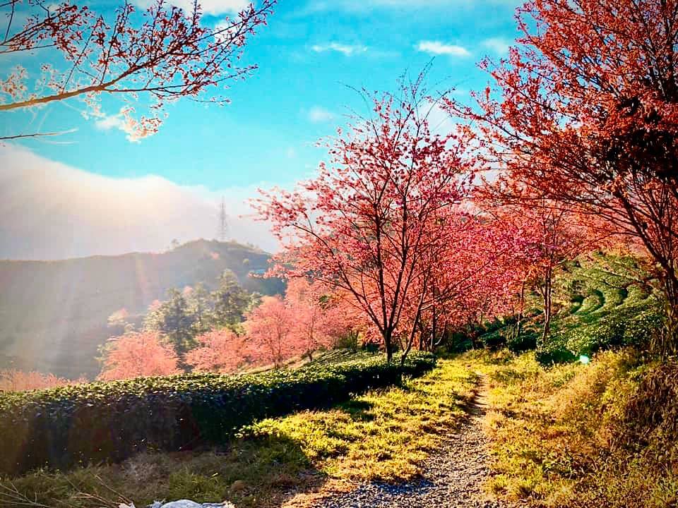 HÀ NỘI -MỘC CHÂU-SƠN LA -ĐIỆN BIÊN -LAI CHÂU - SA PA 