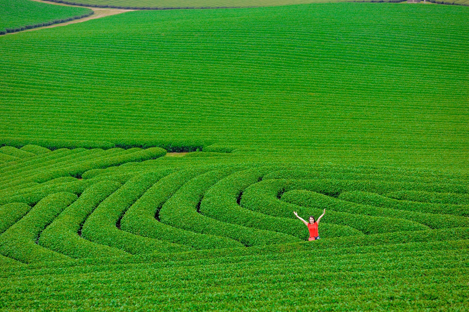 HÀ NỘI - MỘC CHÂU THĂM VƯỜN MẬN VƯỜN ĐÀO