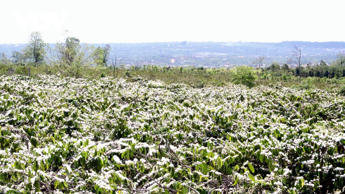 TÂY NGUYÊN ĐẸP NHƯỜNG NÀO KHI HOA DÃ QUỲ VÀNG TƯƠI VÀ HOA CAFE TRẮNG TINH KHÔI NỞ RỘ KHẮP SƯỜN ĐỒI HÙNG VĨ PLEIKU-KONTUM-BUÔN MÊ THUỘT TOUR 5N4Đ TRỌN VẸN VẺ ĐẸP TÂY NGUYÊN KHỞI HÀNH TỪ HÀ NỘI 