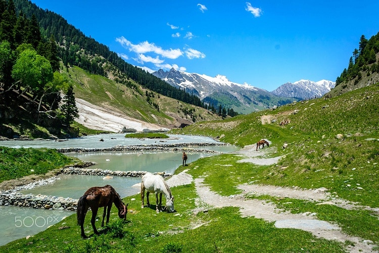 TOUR DU LỊCH KASMIR TỪ HÀ NỘI - THUNG LŨNG SONAMARG -GULMARG  THIÊN ĐƯỜNG NƠI HẠ GIỚI